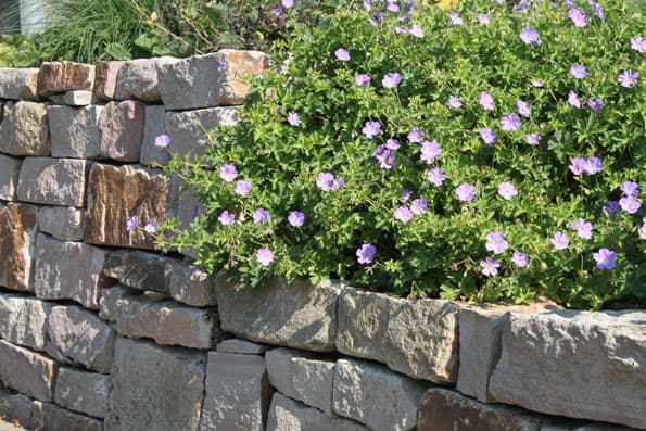 Lavendel und blühende Storchschnabel-Stauden vor einer Natursteinmauer