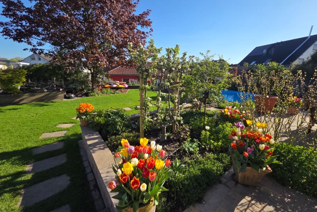 Sonniger Frühlingsgarten mit Apfelspalier, Tulpenkübeln und Rasenfläche